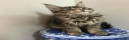 Maine Coon cats for sale: Licensed breeder-maine coon kittens - Advert 18