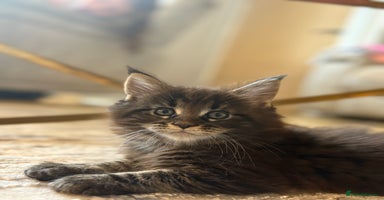Maine Coon cats - Advert 13