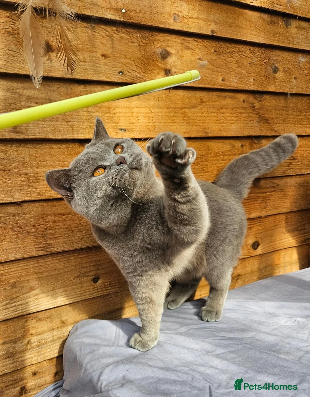 British Shorthair cats for sale: Gccf Lilac Male 12 mths old - Advert 1