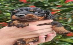 Cockapoo dogs for sale: F2 Cockapoo puppies for sale  - Image 39