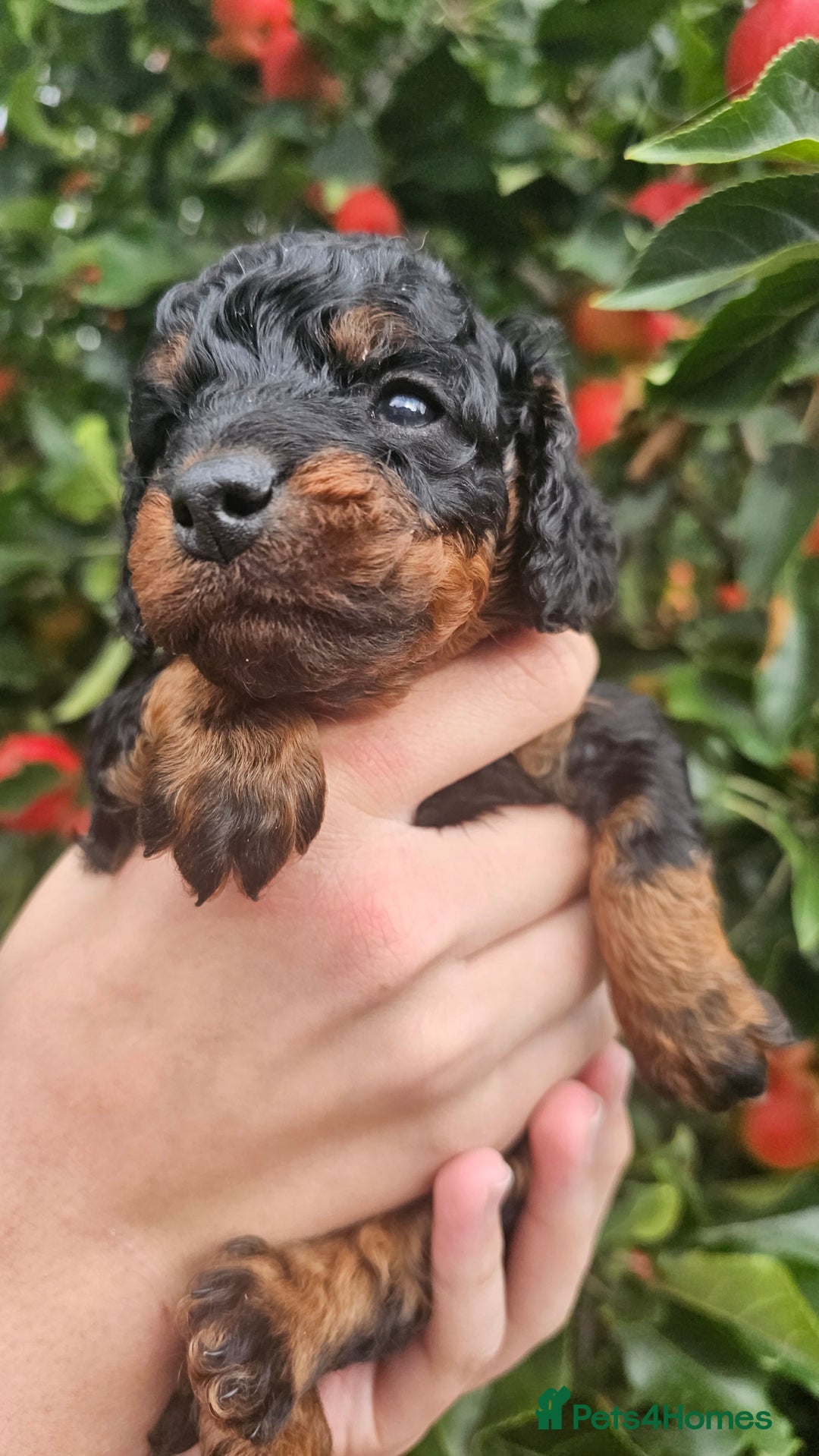 Cockapoo dogs for sale: F2 Cockapoo puppies for sale  - Image 39