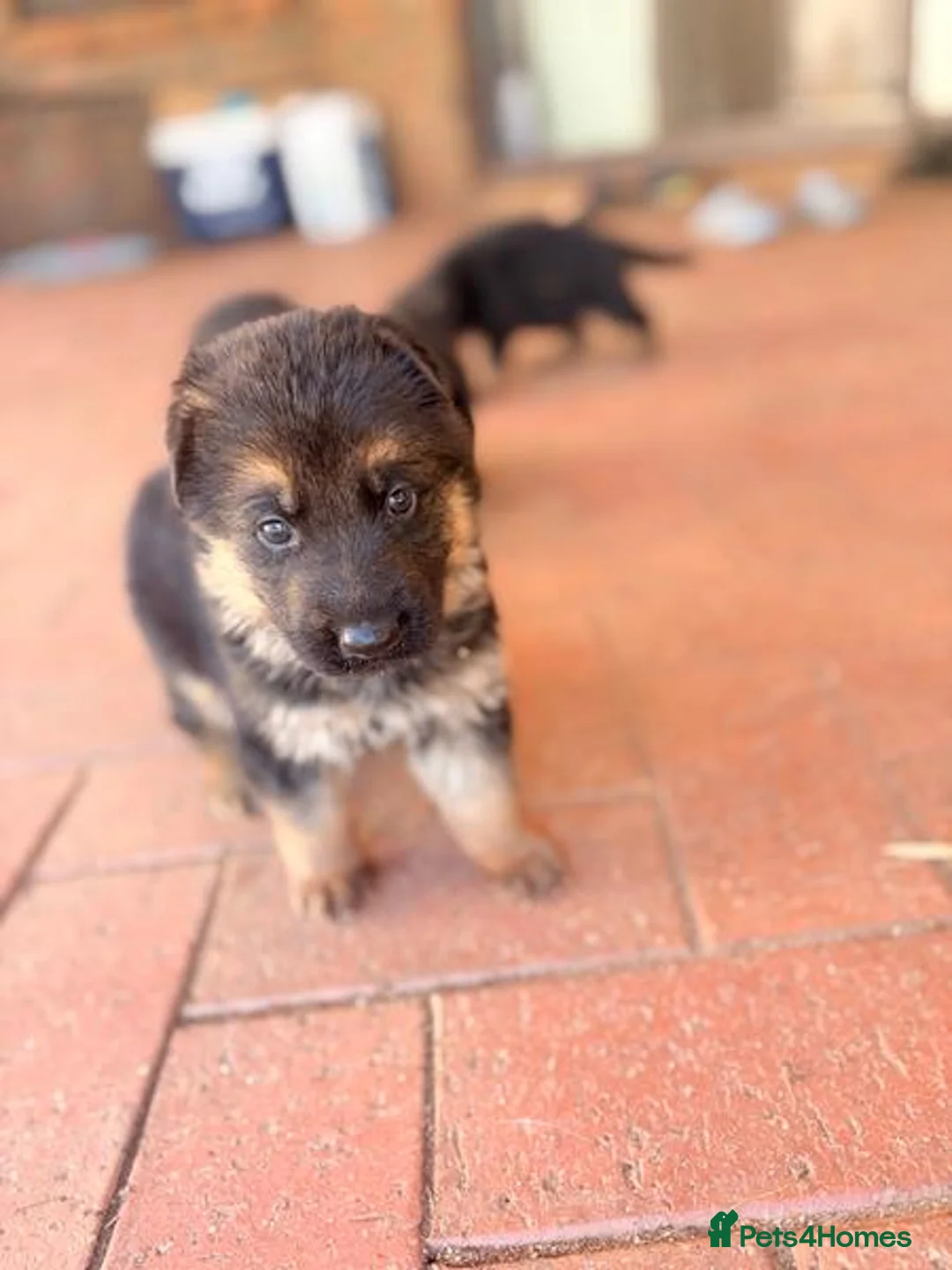 German Shepherd dogs for sale: Working Line German Shepherd Puppies - Advert 2