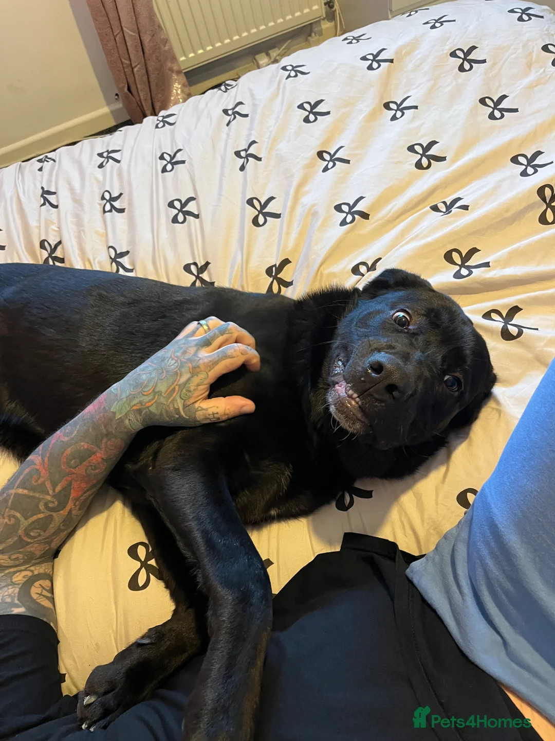Cane Corso dogs for sale: Cane corso boy 10 months  in Chichester - Advert 2