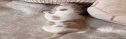Beagle dogs for sale: STUNNING KC 5 GEN TRI COLOUR/TAN+WHITE BEAGLE PUPS - Advert 11