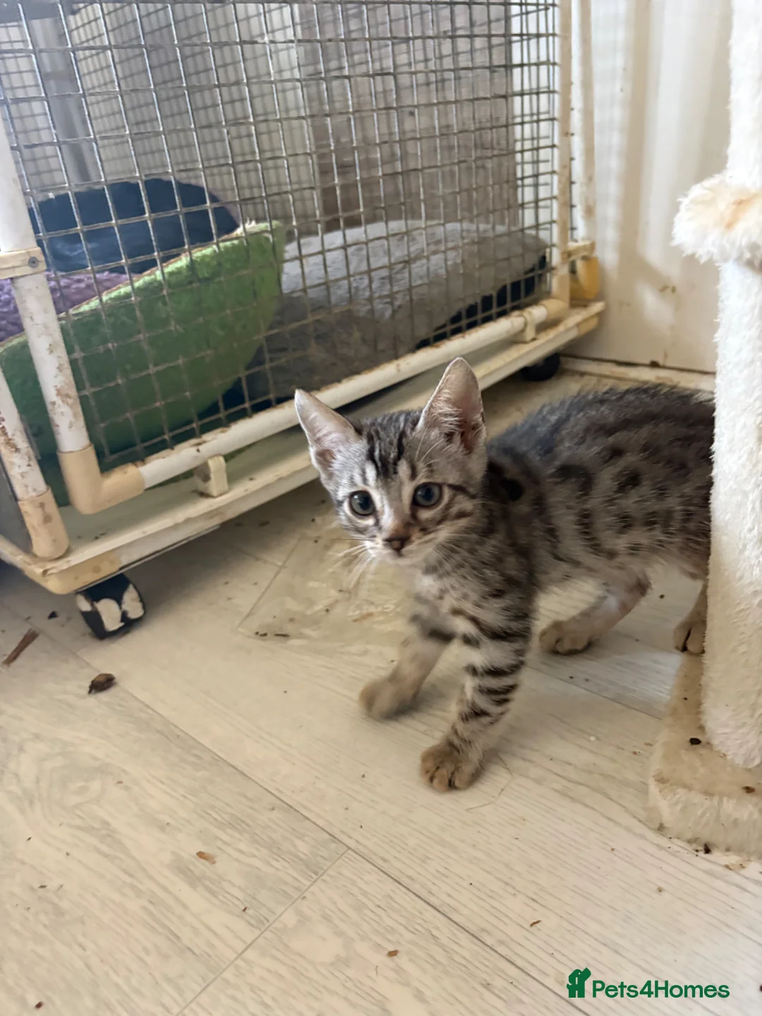 Bengal cats for sale: Pedigreed/registered bengal kittens - Advert 2