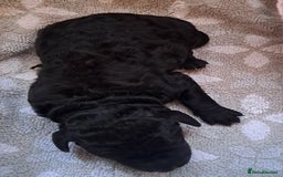 Labradoodle dogs for sale: Curly Coated Hypo-Allergenic Labradoodle Puppies   - Image 24