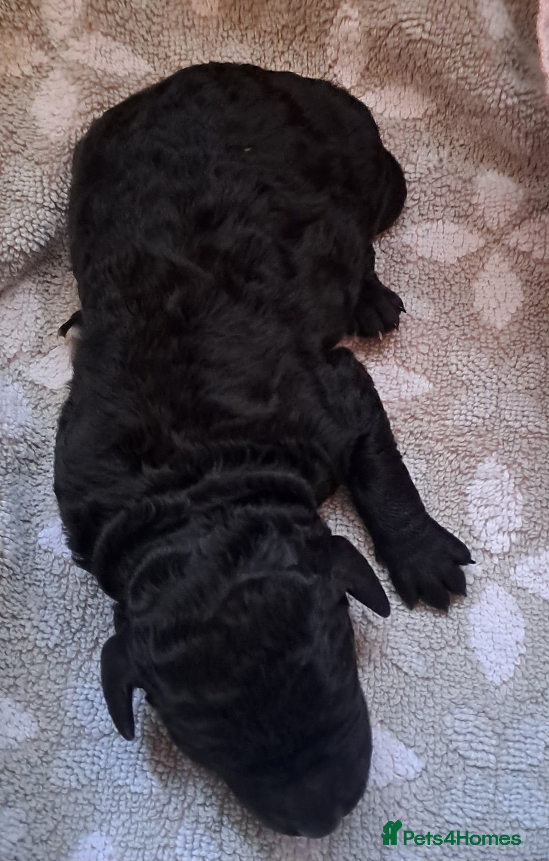 Labradoodle dogs for sale: Curly Coated Hypo-Allergenic Labradoodle Puppies   - Image 24