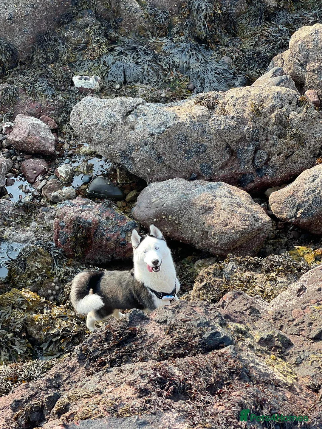 Siberian Husky dogs for stud: Stunning Blue eye Sibrian Husky for Stud(proven) in Liverpool - Advert 10