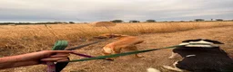 Mixed Breed dogs for adoption: Ree - Norwich Norfolk  - Advert 14