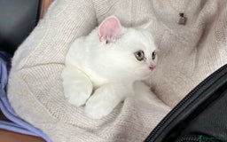 British Shorthair cats for sale: Gorgeous White British Shorthair Girl  - Image 6