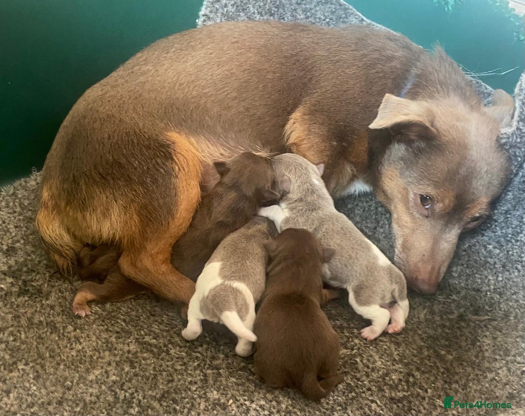 Jack Russell dogs for sale: Gorgeous Miniature Jack Russell Puppies For Sale - Image 25