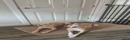 Mixed Breed dogs for sale: Saluki whippet x weaton greyhound - Advert 2