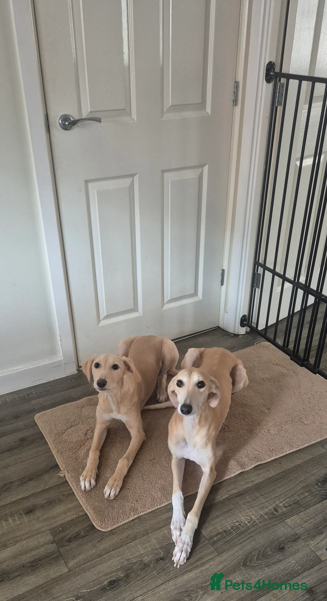 Mixed Breed dogs for sale: Saluki whippet x weaton greyhound - Advert 2