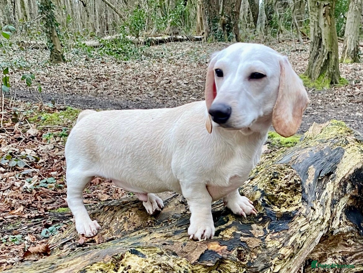Miniature Dachshund dogs KC/PRA CLEAR SMALL MINI PROVEN DACHSHUND  in Manchester - Advert 10