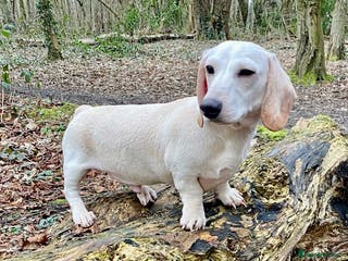 Miniature Dachshund dogs KC/PRA CLEAR SMALL MINI PROVEN DACHSHUND in Manchester - Advert 10