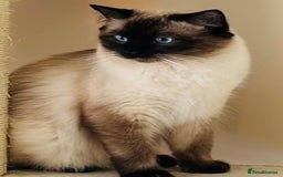 Ragdoll cats for sale: Beautiful Chocolate point Ragdoll kittens  - Image 2