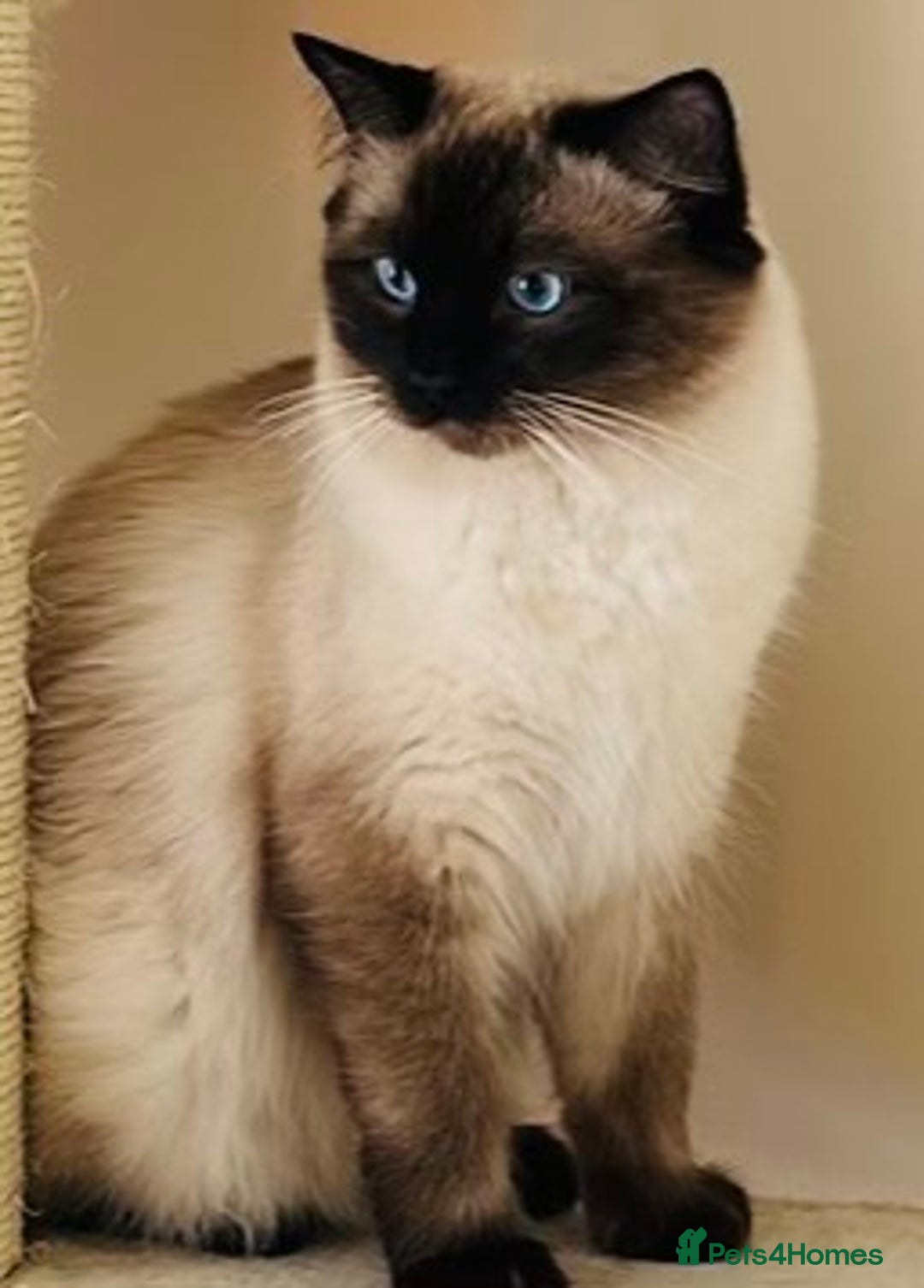 Ragdoll cats for sale: Beautiful Chocolate point Ragdoll kittens  - Image 2
