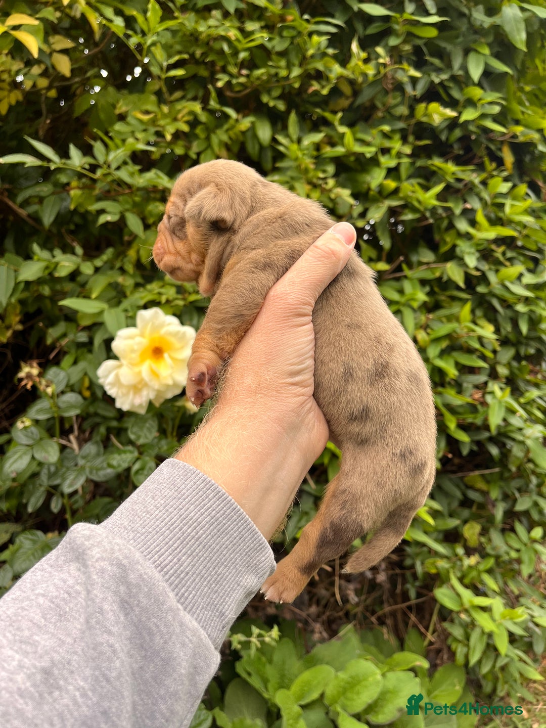 Olde English Bulldogge dogs for sale: RAINBOW OLD ENGLISH LITTER !!! - Image 2