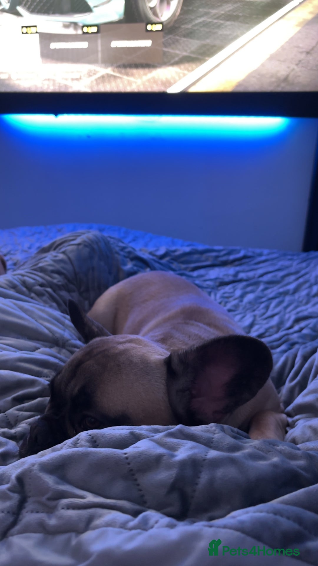 French Bulldog dogs for sale: Enzo Frenchie - Advert 2