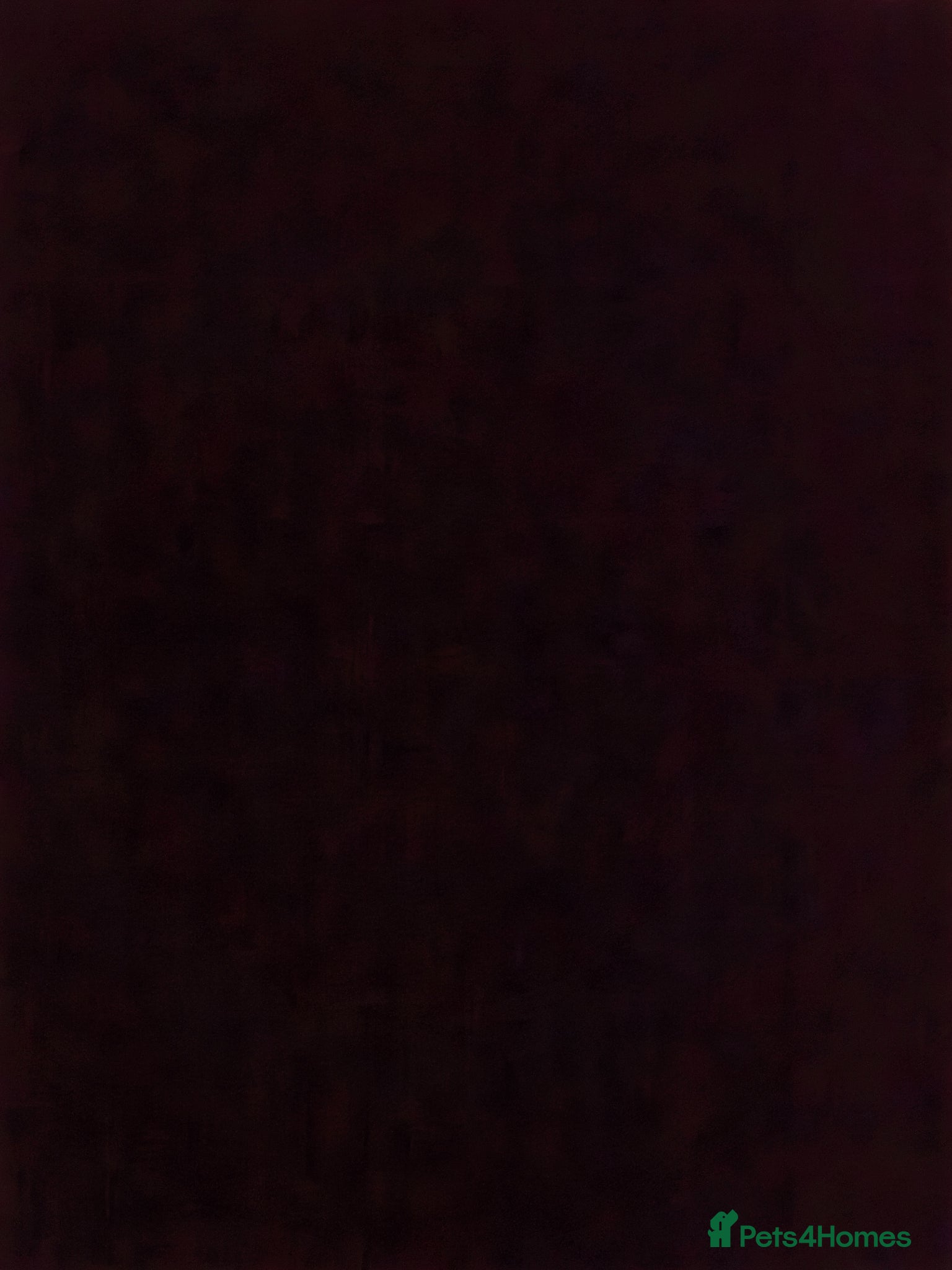 German Lop rabbits Very tame German Lop ☆Last 2 left☆ - Advert 9