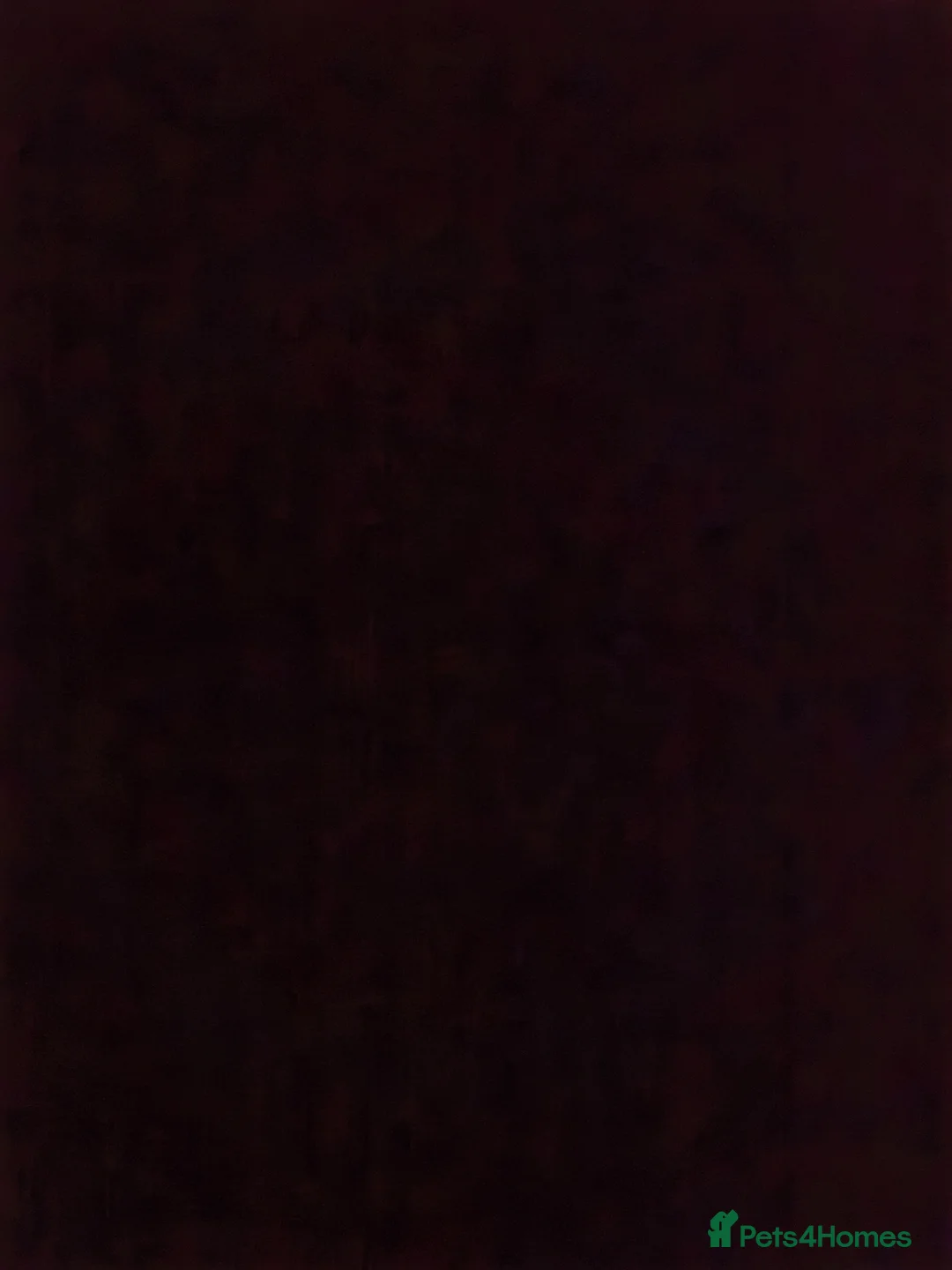 German Lop rabbits for sale: Very tame German Lop ☆Last 2 left☆ in Manchester - Advert 1