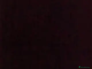 German Lop rabbits Very tame German Lop ☆Last 2 left☆ - Advert 1