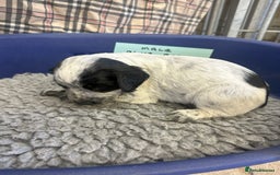Cocker Spaniel dogs for sale: Two cocker spaniel litters for sale - Image 10