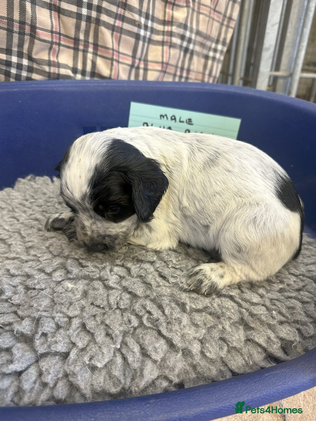 Cocker Spaniel dogs for sale: Two cocker spaniel litters for sale - Image 10