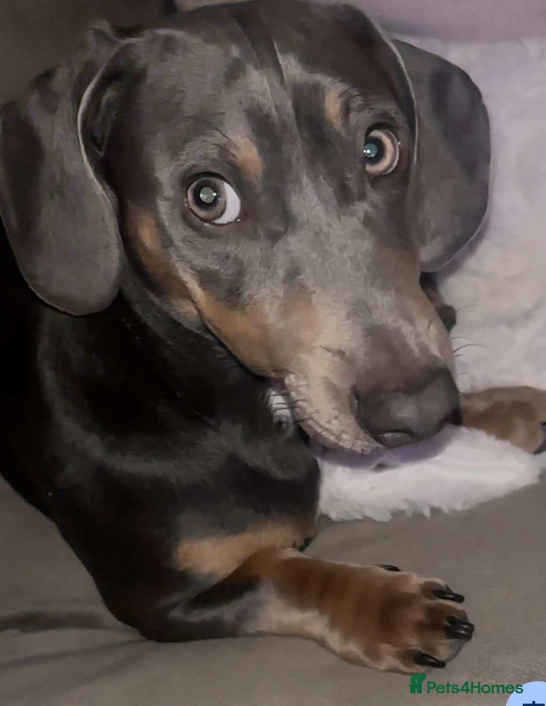 Dachshund dogs Dachshund Blue Stud 2y - Advert 1