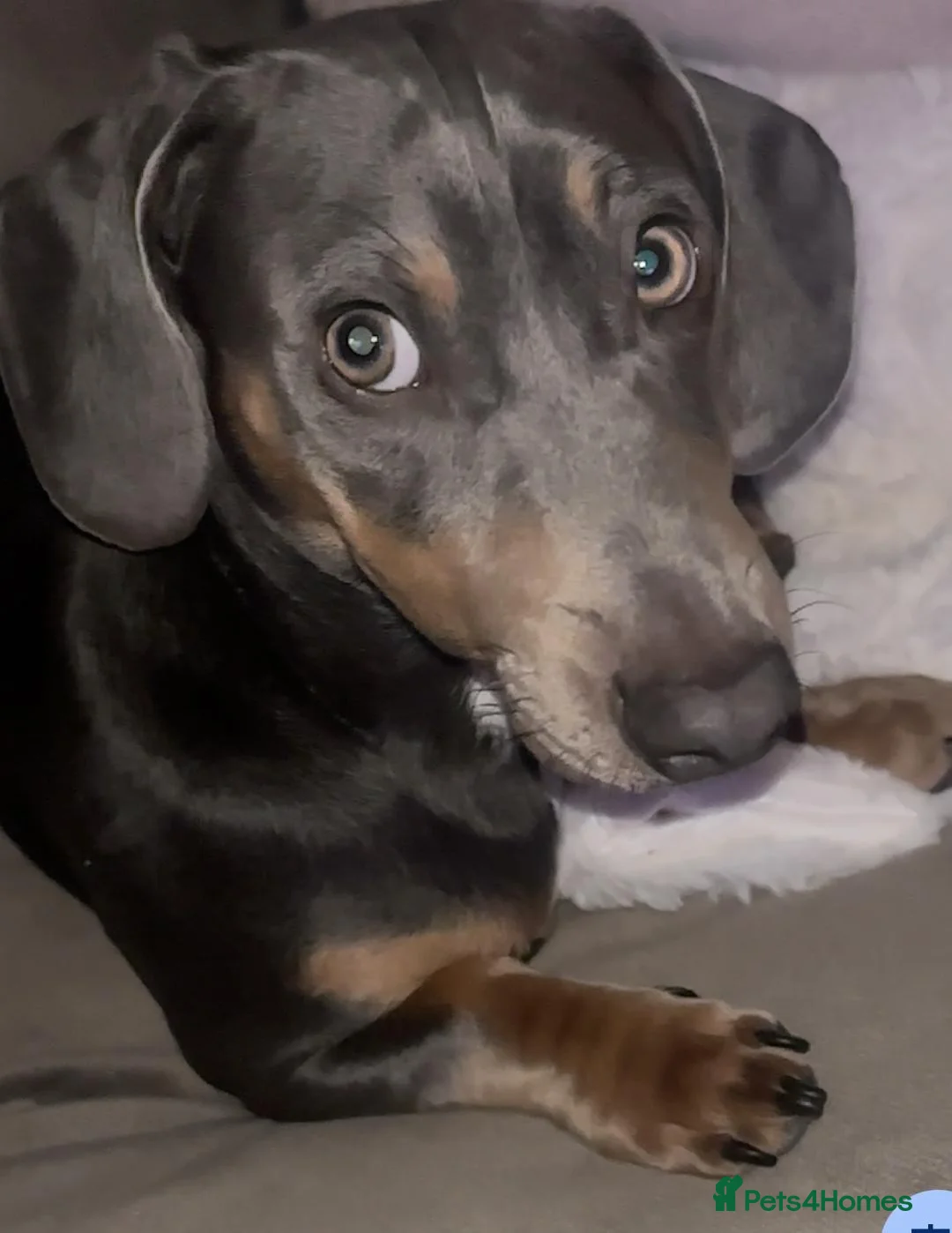 Dachshund dogs for stud: Dachshund Blue Stud 2y - Advert 1
