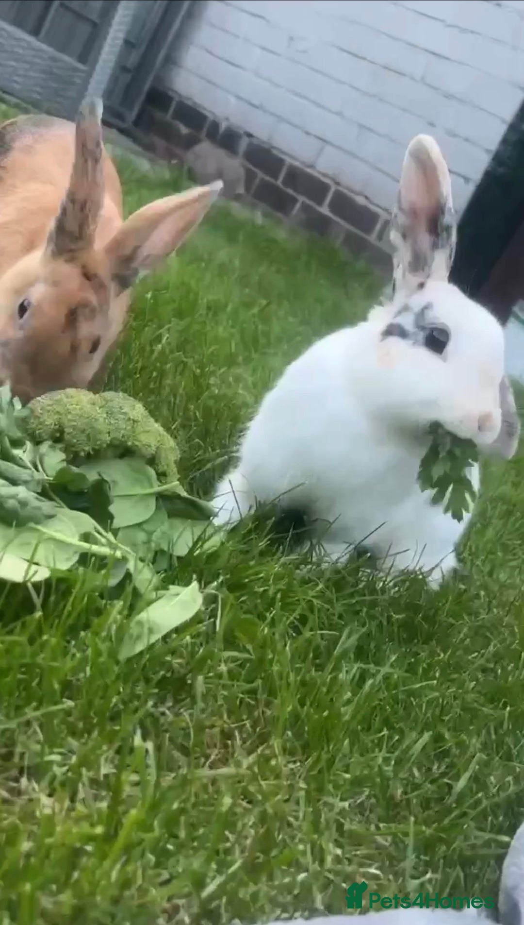 Mixed Breed rabbits for sale: 2 female rabbits  - Advert 2