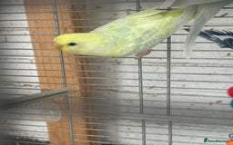 Budgerigars birds for sale: Budgies need gone  - Image 10
