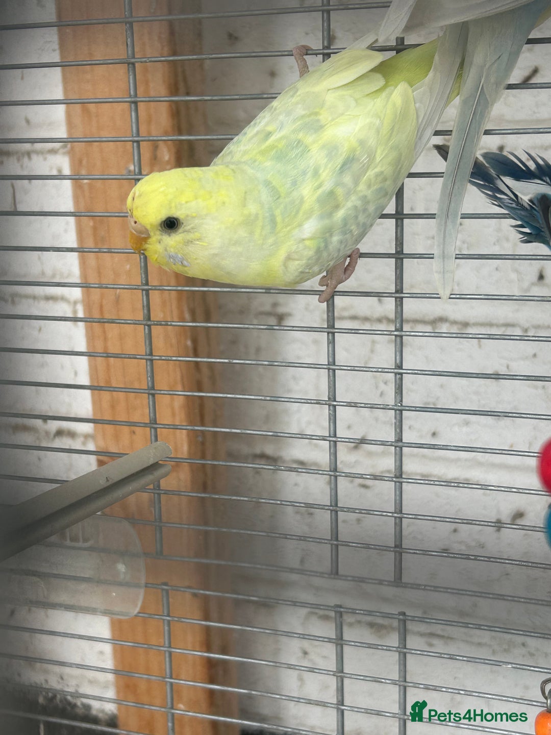 Budgerigars birds for sale: Budgies need gone  - Image 10