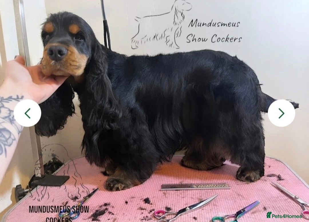 Cocker Spaniel dogs for sale: 2 stunning Cocker Spaniel bitch puppies available - Advert 3