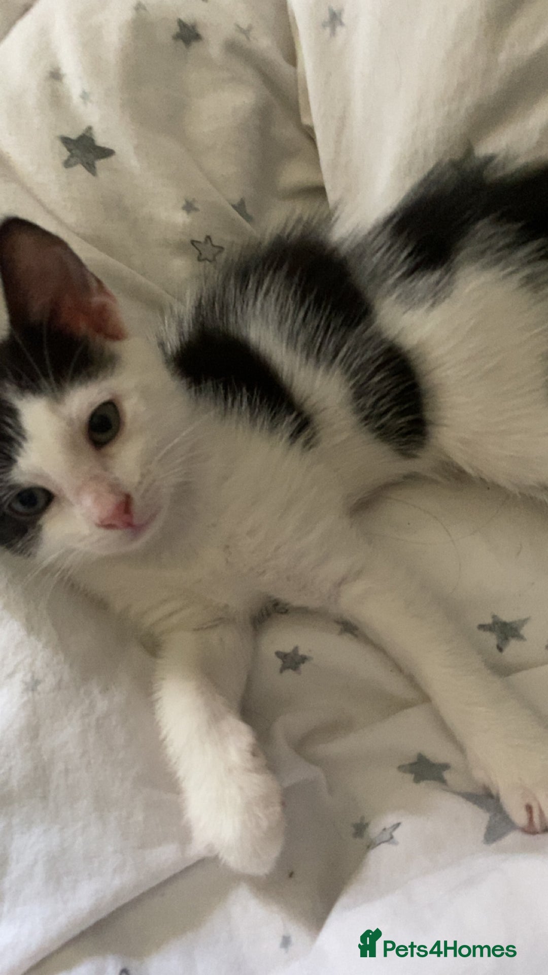 Mixed Breed cats for sale: 2 boys left!!need to leave asap!!! - Image 22