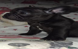 French Bulldog dogs for sale: 5 beautiful full frenchie pups  - Advert 4
