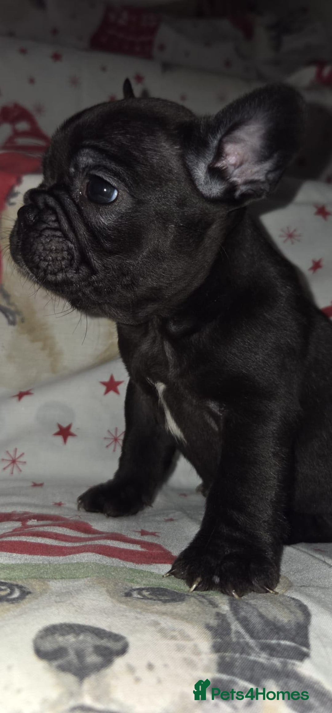 French Bulldog dogs for sale: 5 beautiful full frenchie pups  - Advert 4