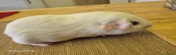 Guinea Pig rodents for sale: Boars available  - Advert 4
