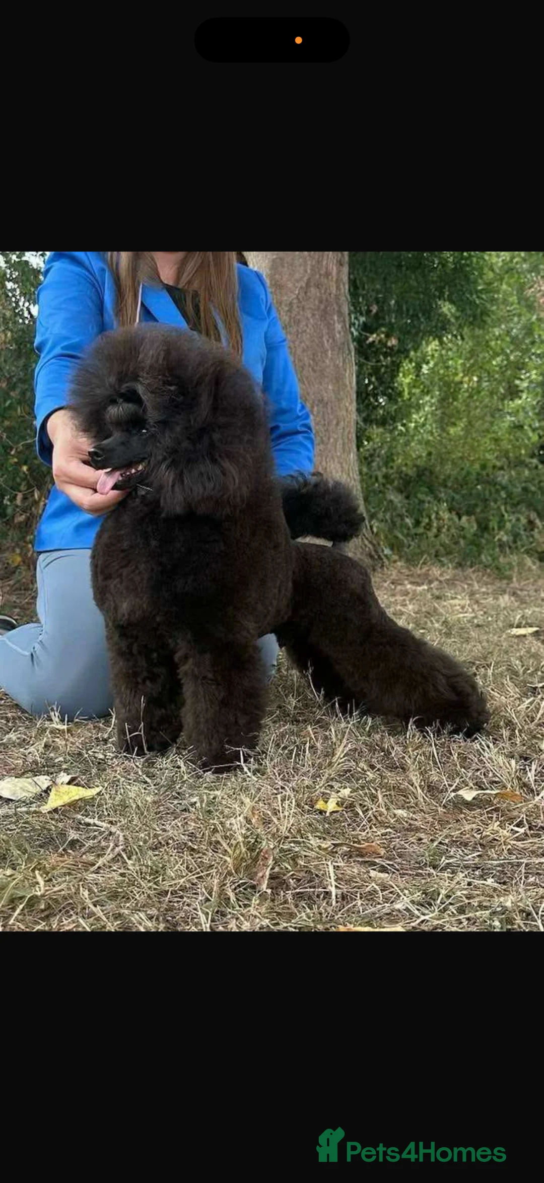 Toy Poodle dogs for sale: Show toy poodles  - Advert 6