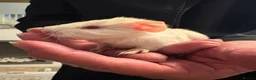 Guinea Pig rodents for sale: Dad and son  - Advert 5
