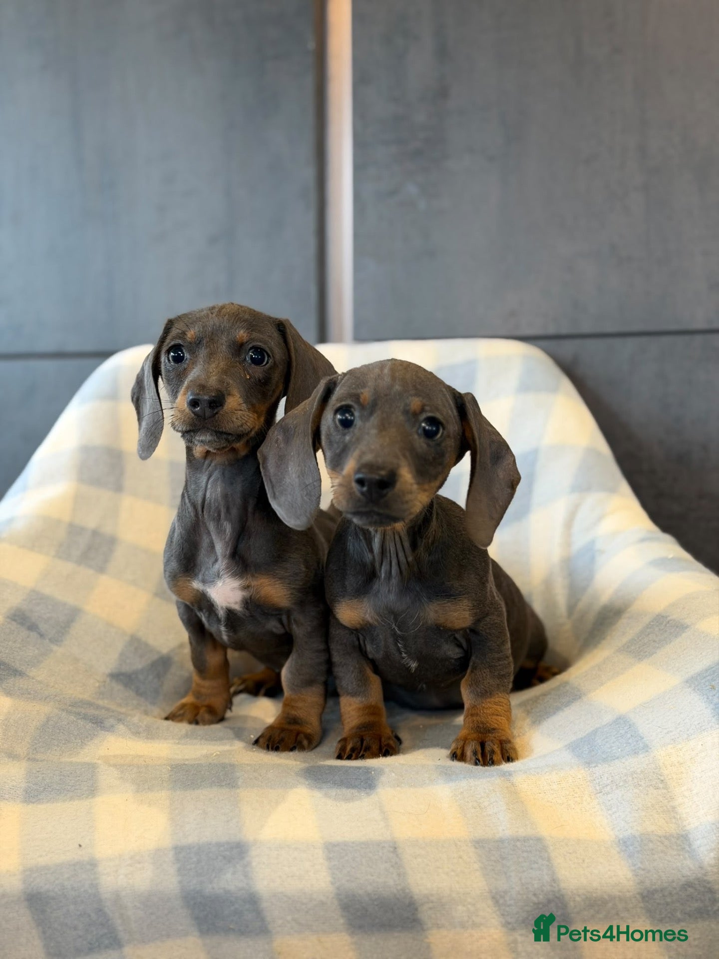 Dachshund dogs for sale: Dachshund - Advert 2