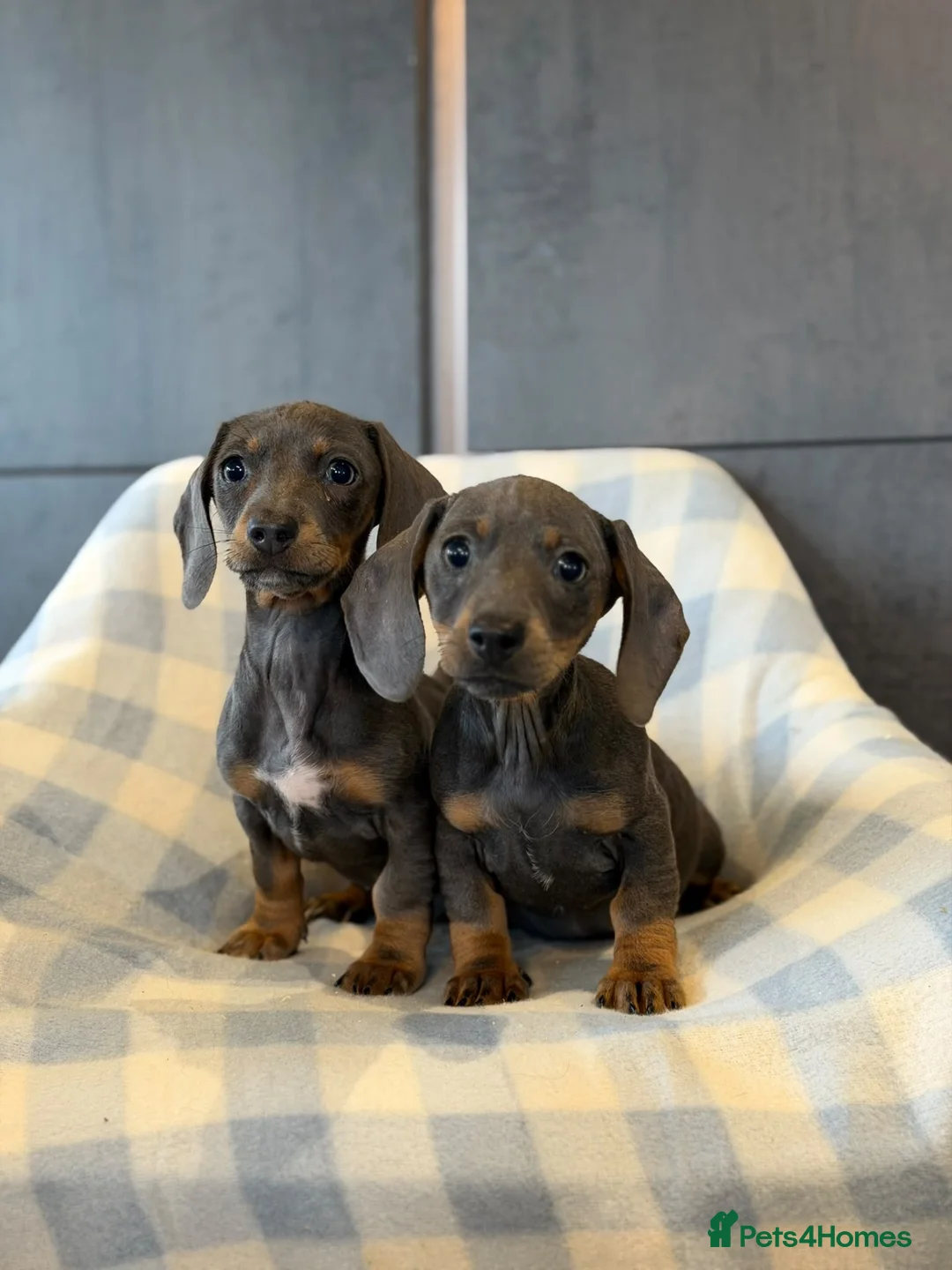 Dachshund dogs for sale: Dachshund - Advert 2