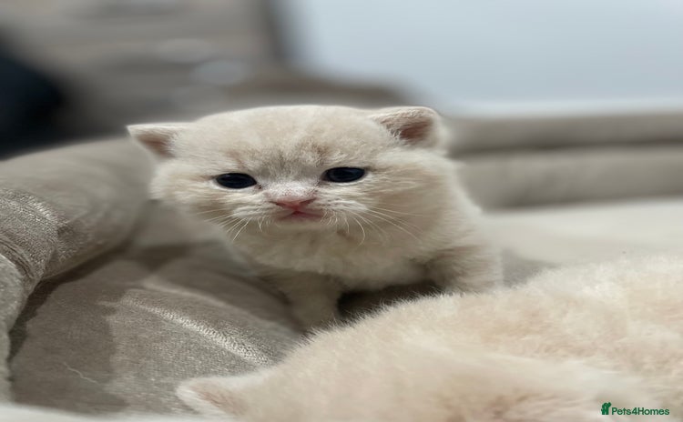 British Shorthair cats - Advert 9