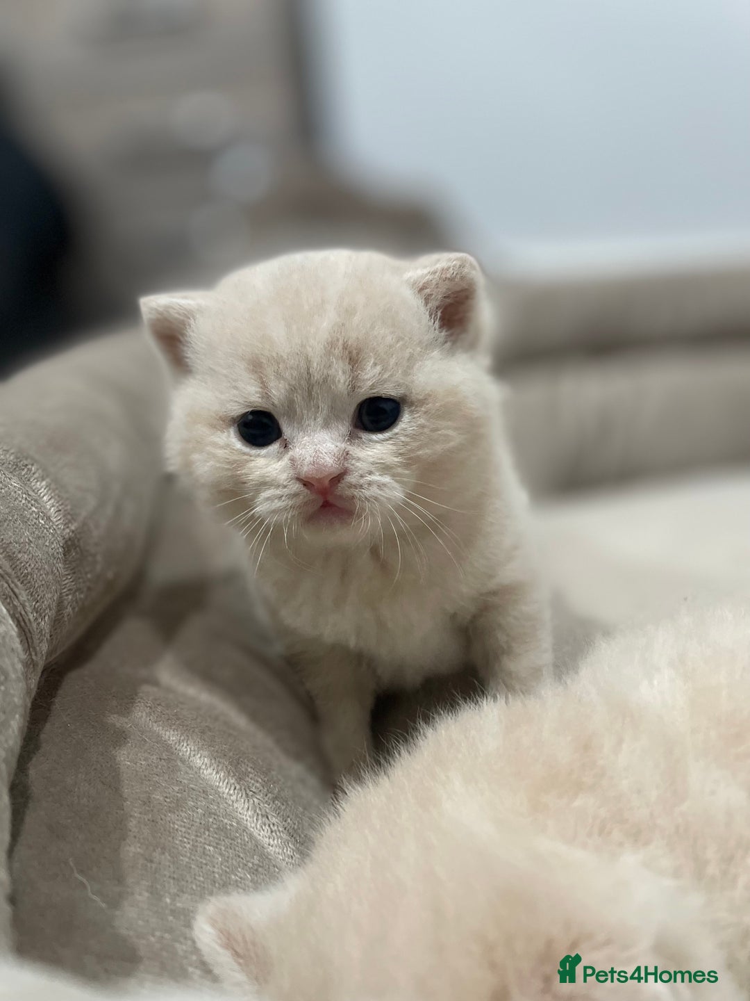 British Shorthair cats for sale: British shorthair  - Image 1