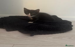 Mixed Breed cats for sale: Kittens for sale  - Image 4