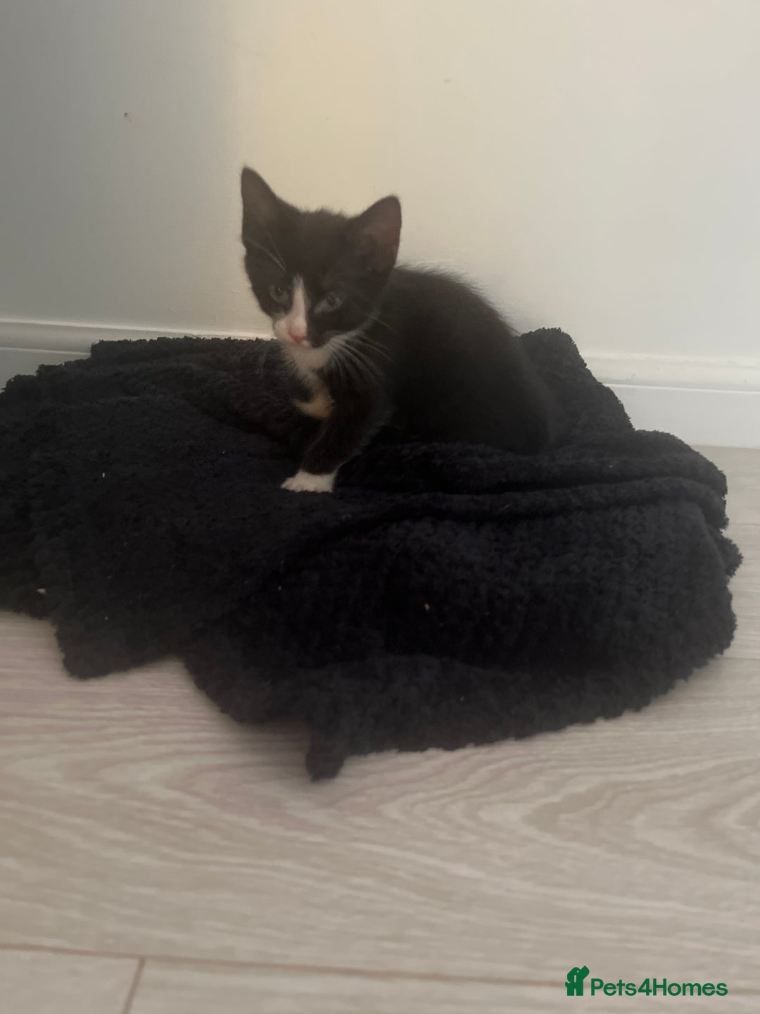 Mixed Breed cats for sale: Kittens for sale  - Image 4