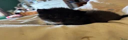 British Shorthair cats for sale: Adorable Kittens Looking for Loving Homes - Advert 22