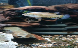 Cichlids fish for sale: Dwarf Egyptian mouth brooder cichlid - Image 1