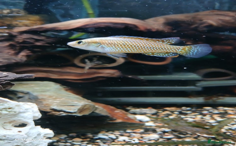 Cichlids fish - Advert 1