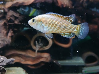 Cichlids fish for sale - Advert 1